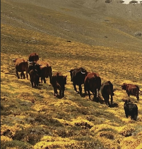 Vacuno de lidia - Toro Bravo